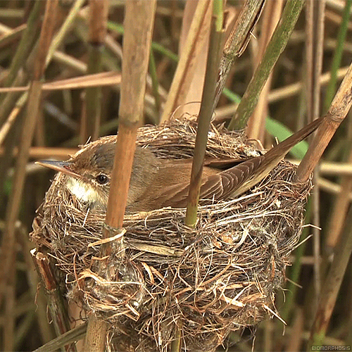 Joli petit oiseau