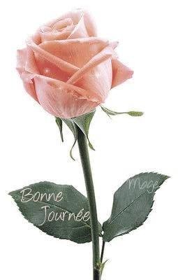 Bonne journée